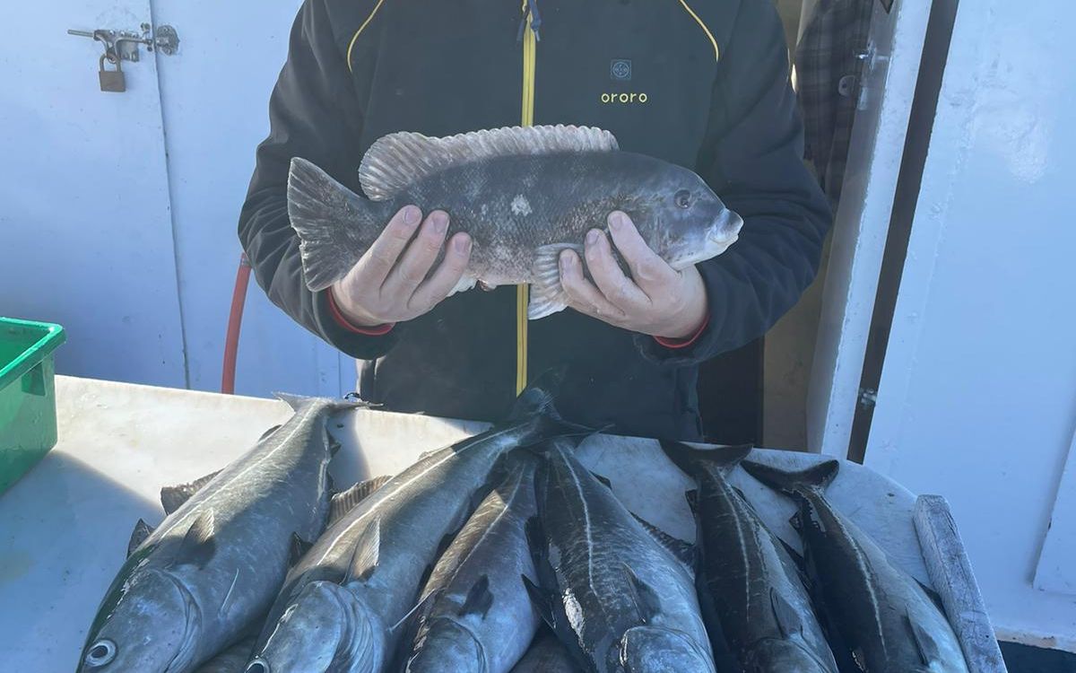 A cooler full of bluefish on the Miss Belmar