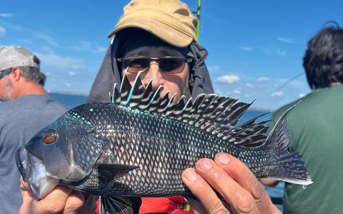 Angler holding a jumbo black sea bass