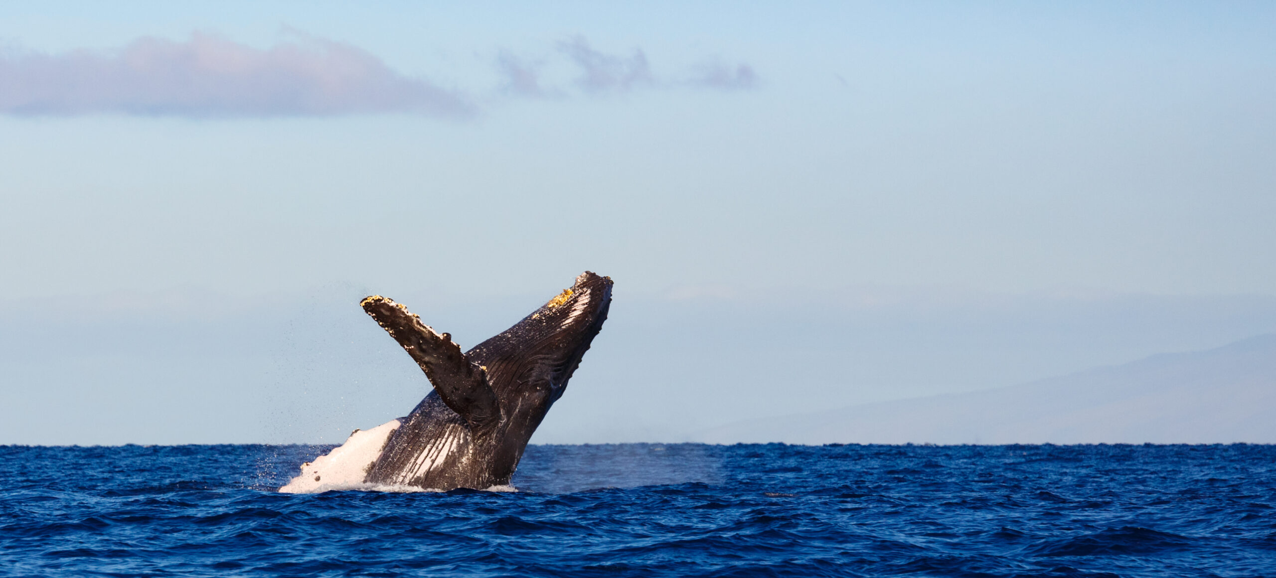 Humpback whale breaching off the Jersey Shore