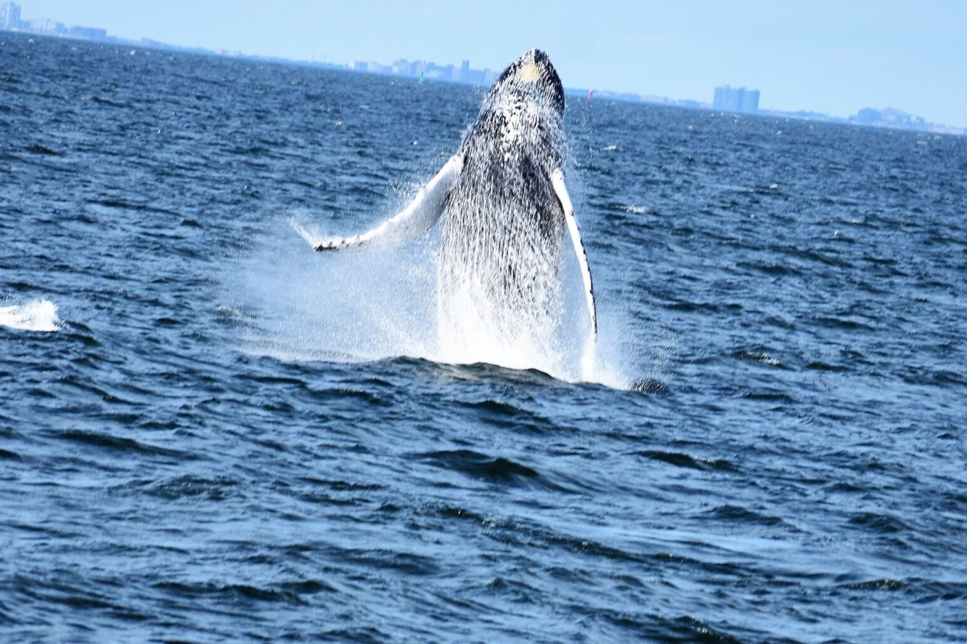 Humpback whale breaching off the Jersey Shore