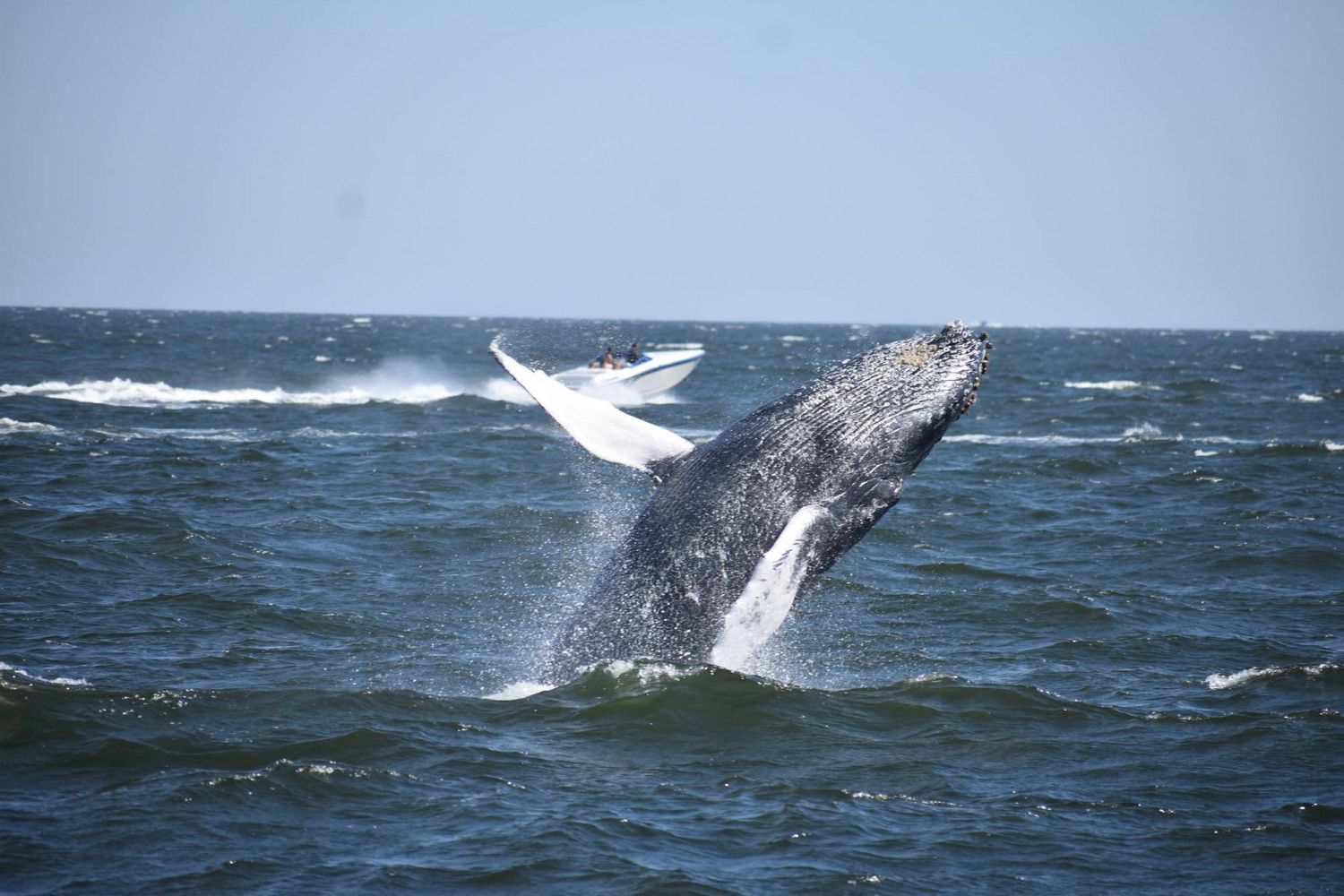 Humpback whale breaching on a Miss Belmar whale watch