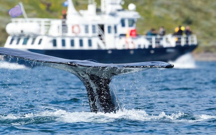 Humpback tail in front of a whale watching boat